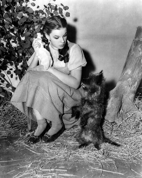The Wizard of Oz Judy Garland between takes with little dog Toto 8x10 real photo