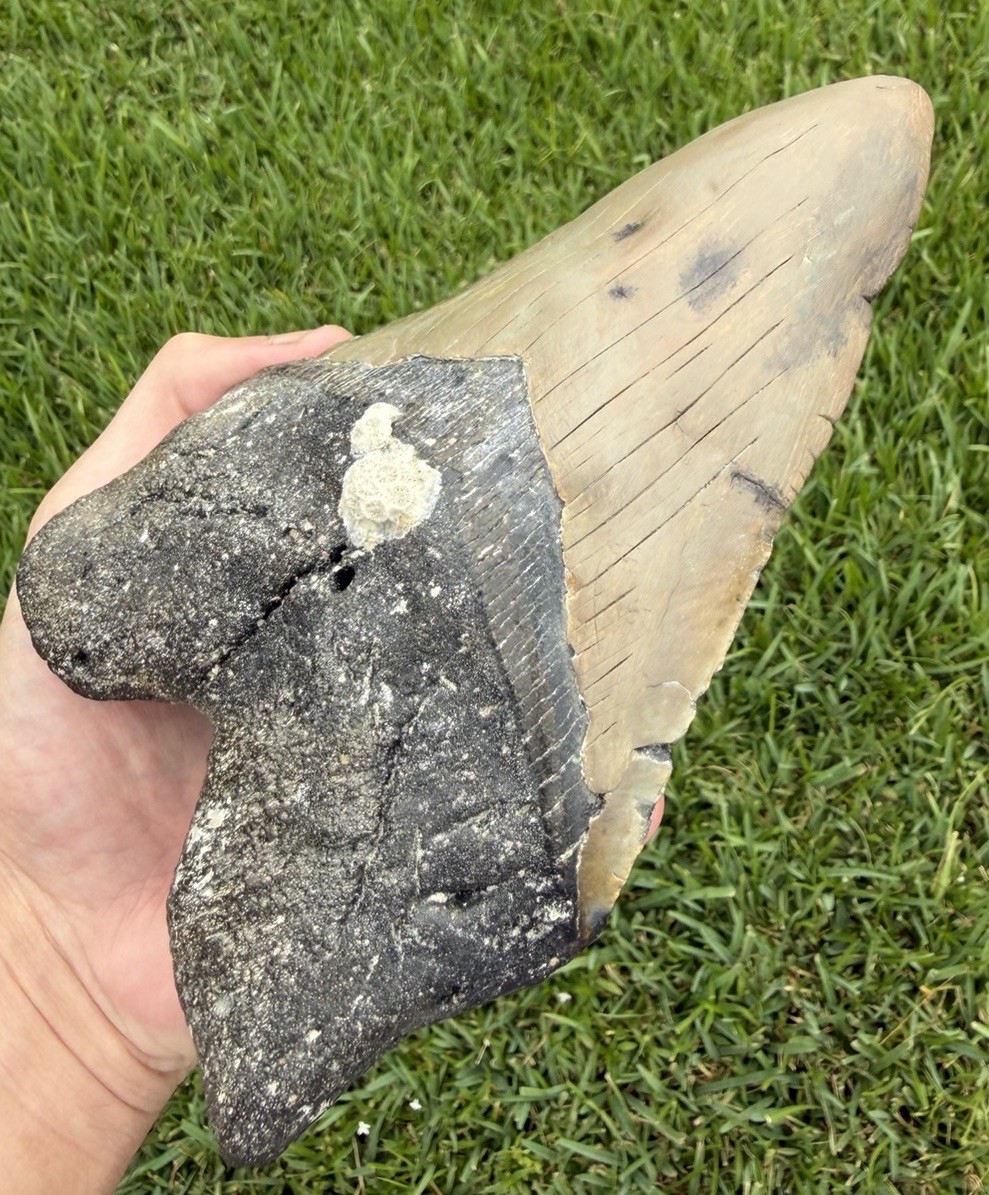 MONSTER 7.11” MEGALODON Shark Tooth Real Shark Teeth Fossils *RESTORED*