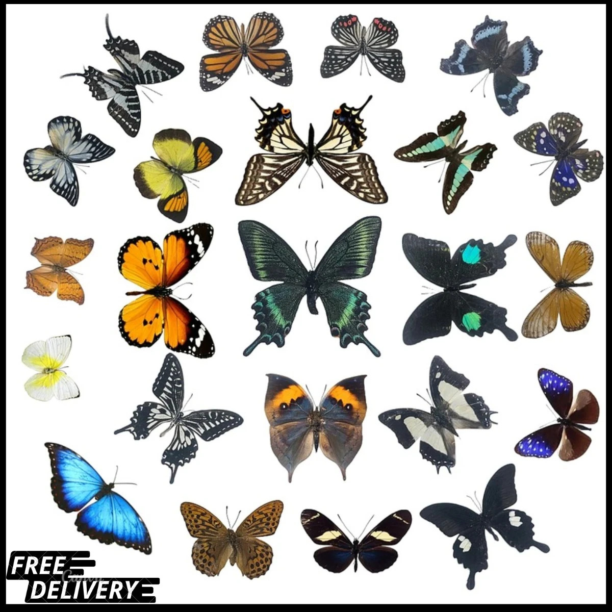 Set 8pcs Real Dried Dead Butterflies with Spread Wings Shaped Natural Unmounted