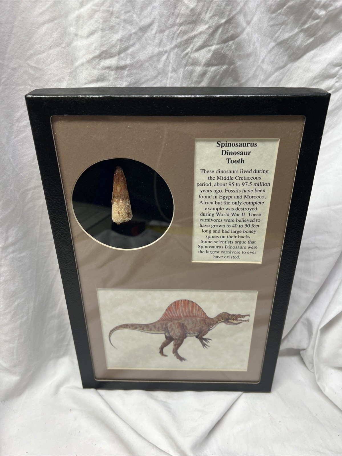 Large Spinosaurus Tooth Fossil  Genuine Prehistoric Dinosaur Specimen Framed
