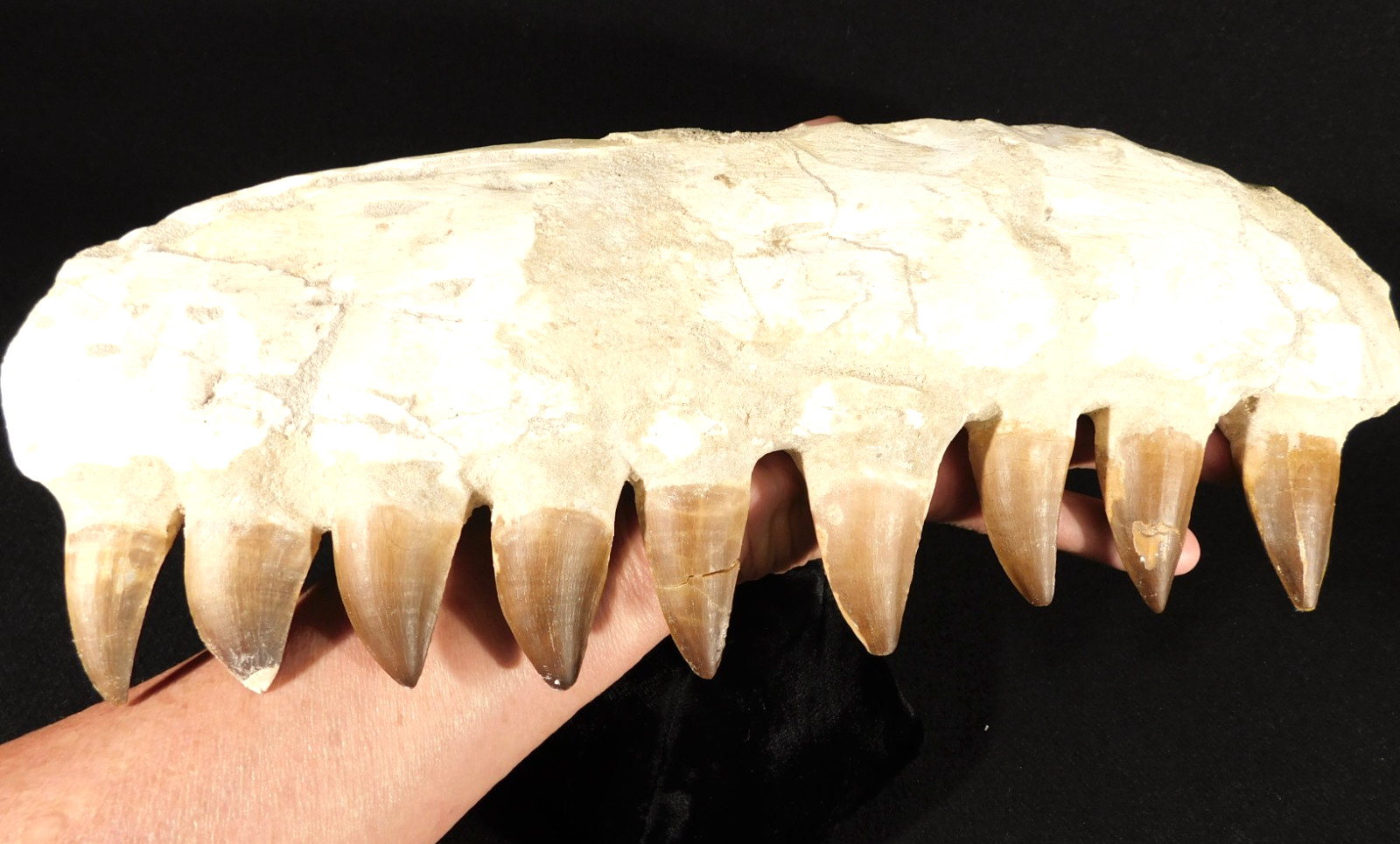 HUGE Nice Mosasaurus JAW Bone Fossil with NINE TOOTH Fossils Morocco 1747gr