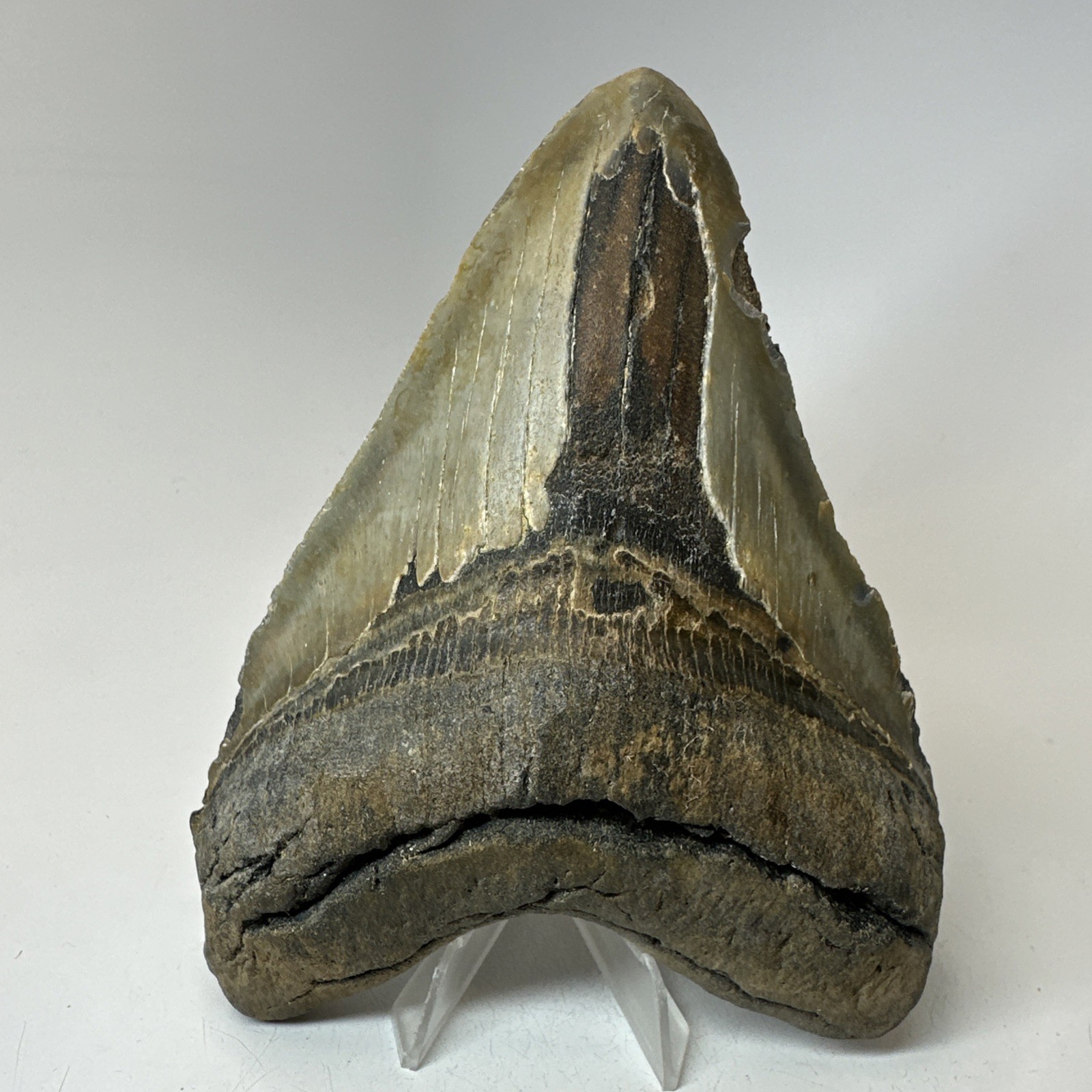 Megalodon Shark Tooth 5.76 Inch - Massive - Beautiful Fossil - Authentic 20342
