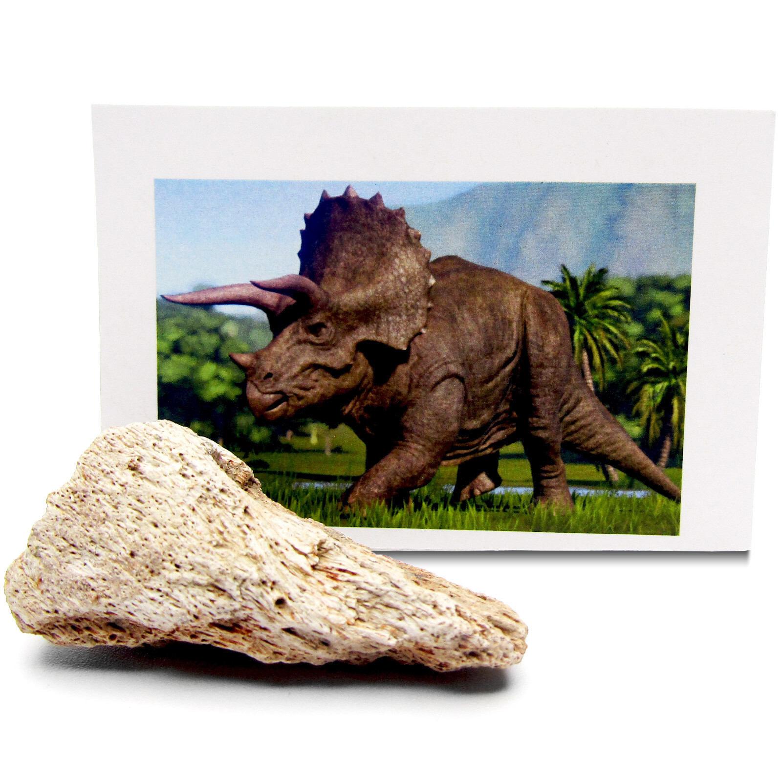 Triceratops dinosaur bone authentic fossil specimen 66 million years old