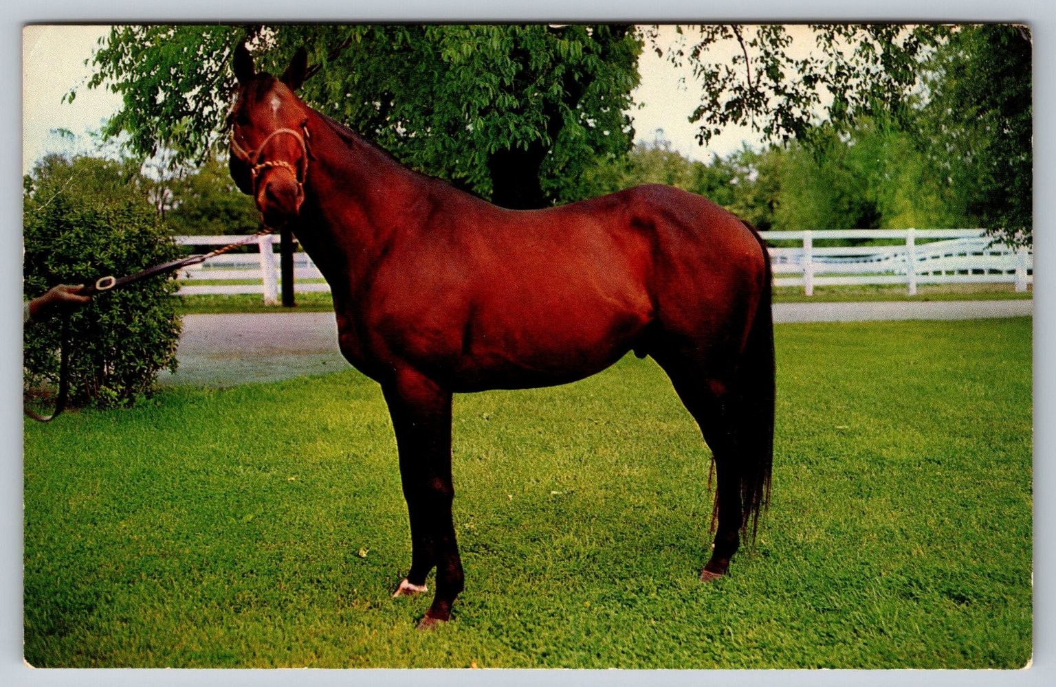 Vintage Nashua Horse Postcard from Lexington, Kentucky by Scenic Art