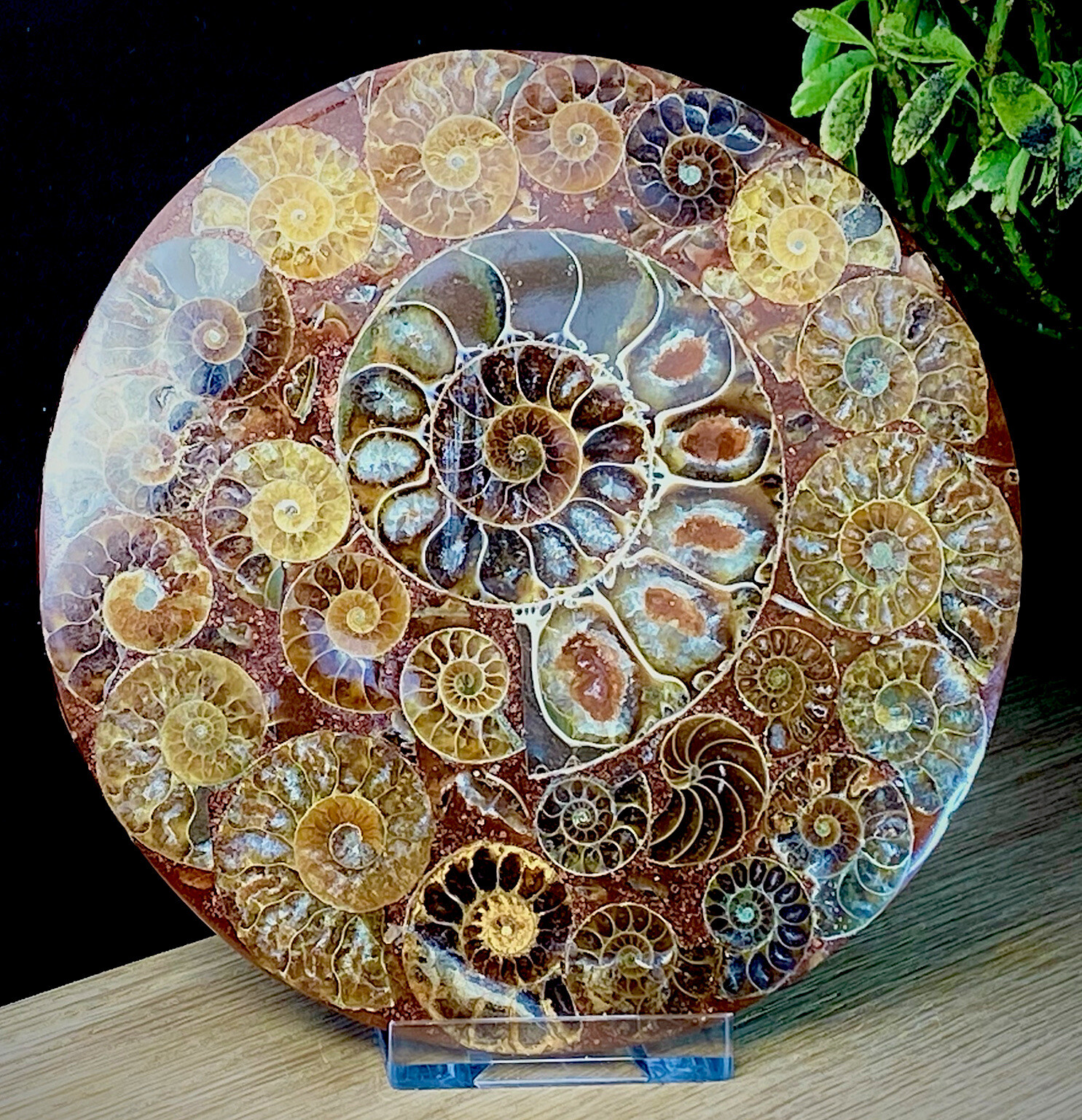 Large 11cm Super High Quality Crystal Fossil Disc 416 Million Year Old Ammonite