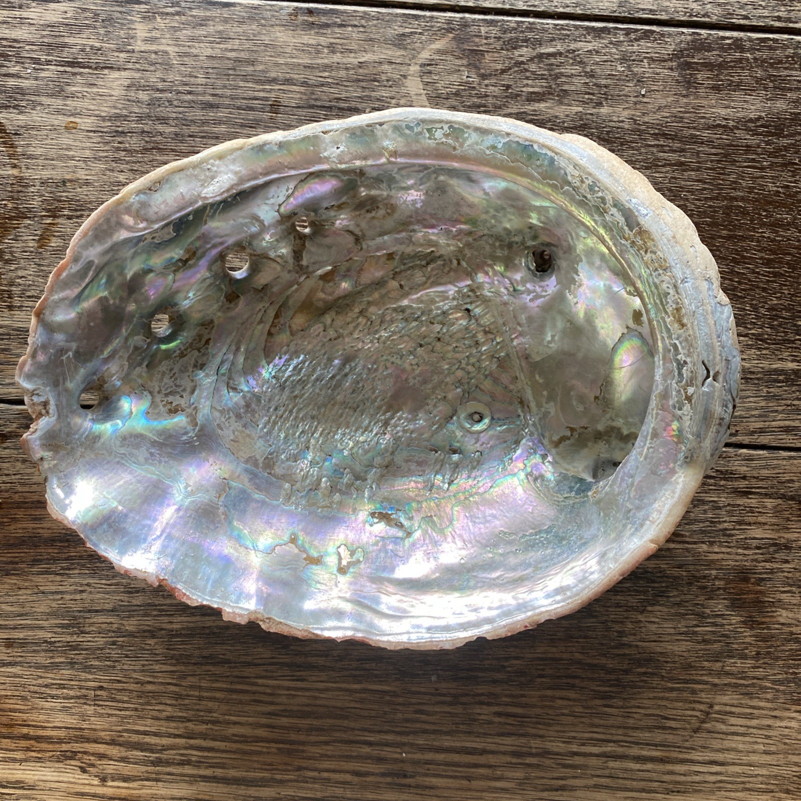 Large Abalone Shell Natural Beach Worn Craft 8-9 In. Color Condition Size Varies