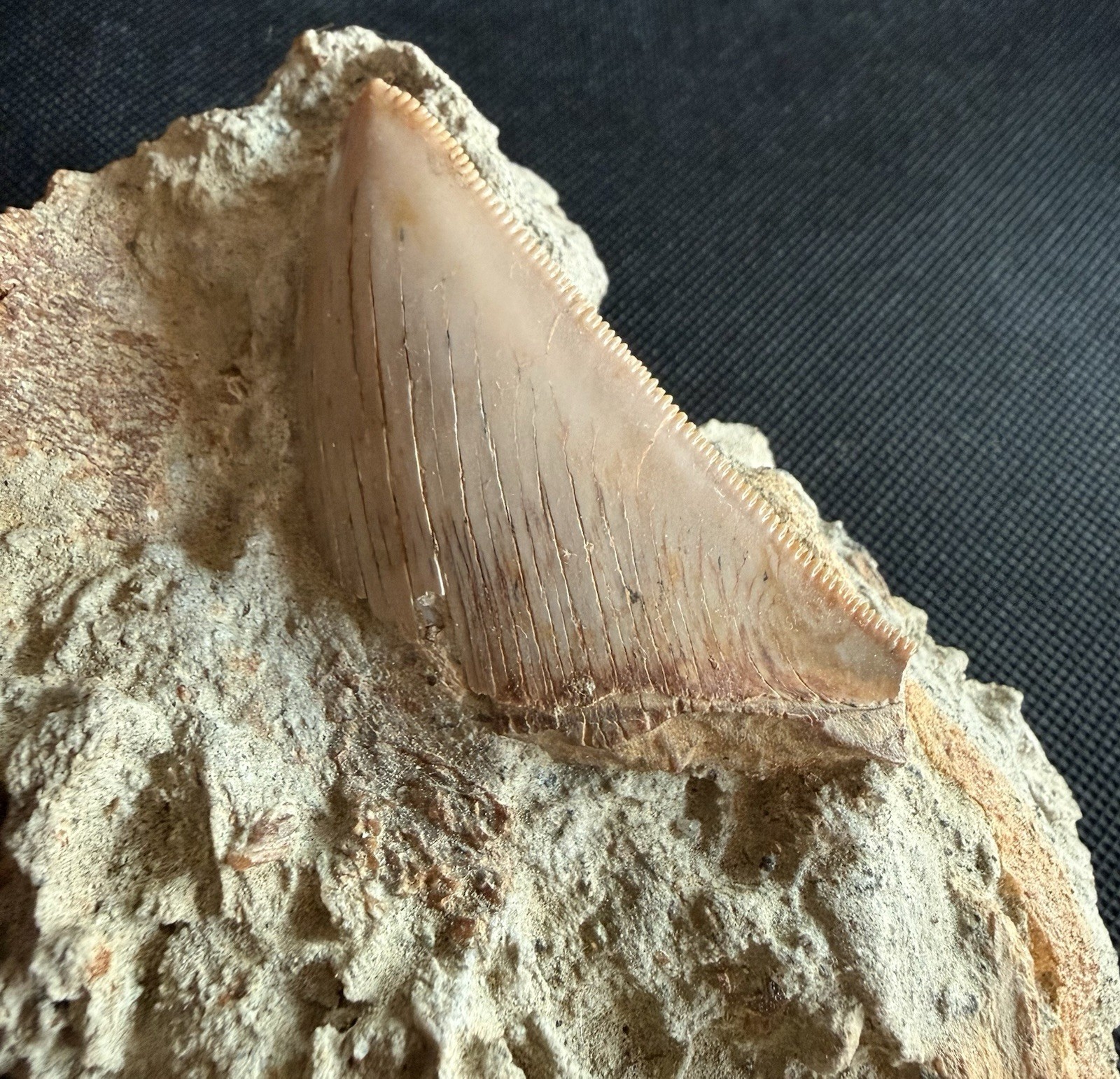 Ultra Rare 2.75” Megalodon Tooth in 5.4” Natural Matrix – Sharktooth Hill, CA