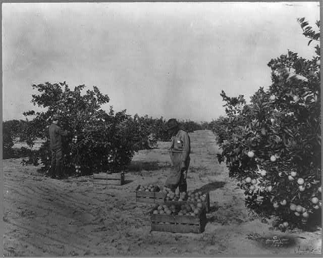 Photo:Florida Orange Grove Pickers 1924 Two Men Harvesting Oranges