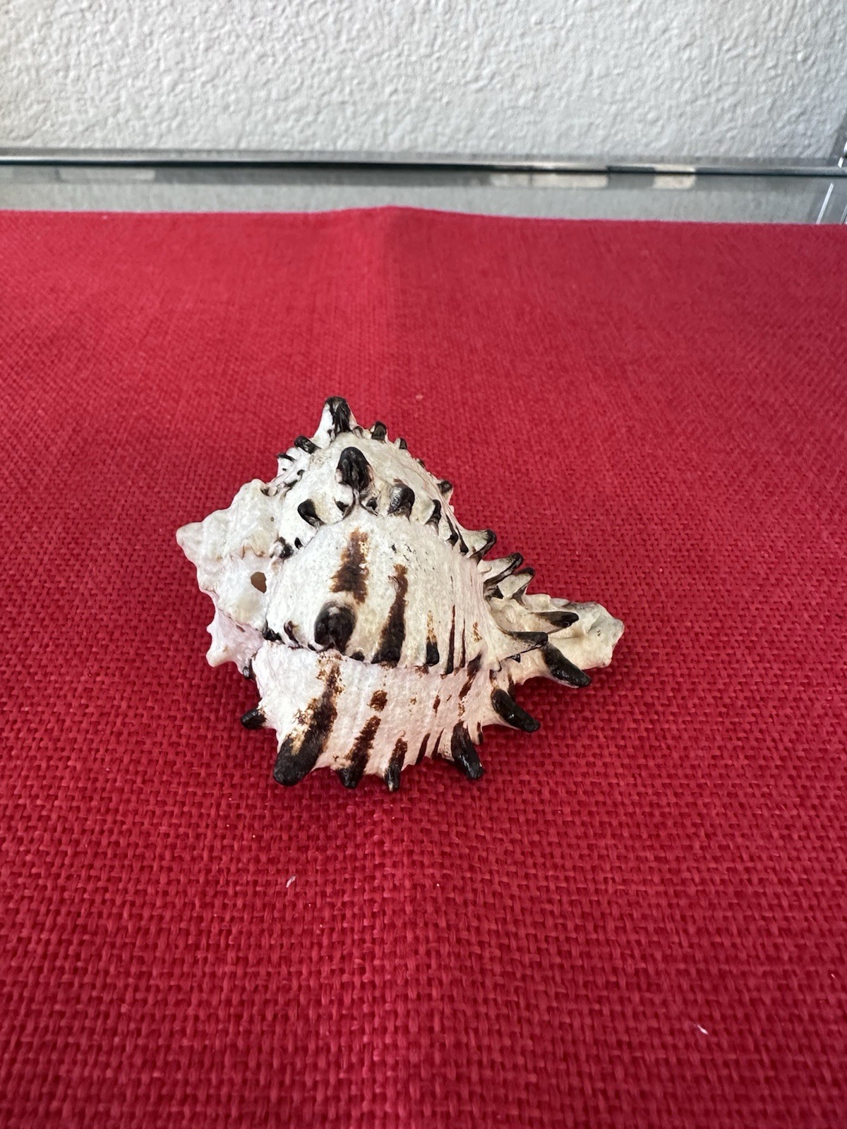 Vintage Natural Black Murex Sea Shell Specimen – Spiny Cabinet Specimen 3\