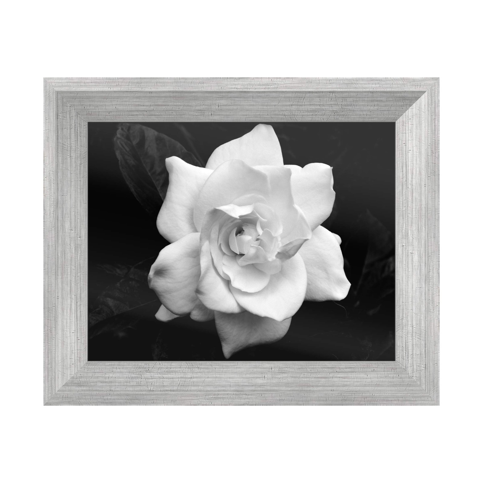 Trademark Fine Art Gardenia in Black and White by Kurt Shaffer Silver Frame