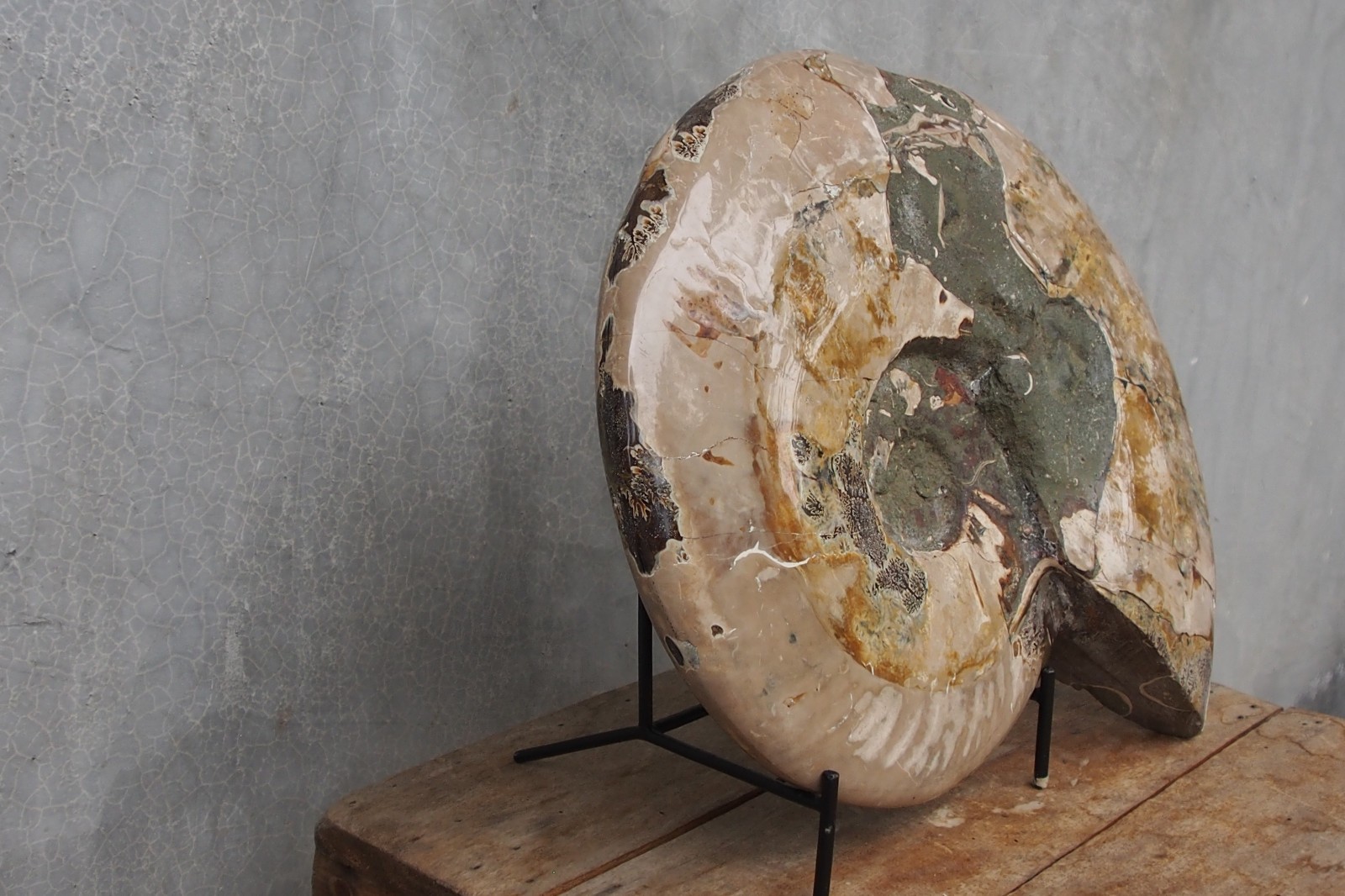 Ammonite Xtra Large Fossil Beauty 14.39 lbs Cephalopod Conch Crystal Speciment