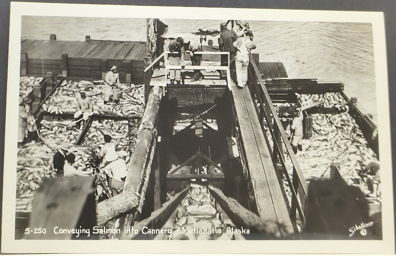 RPPC ~ fishermen harvest salmon from scow into cannery in Metlakatla, Alaska