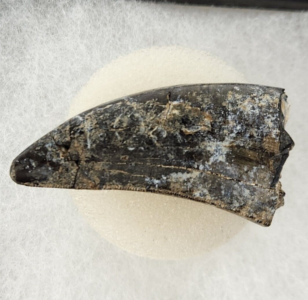 Megalosaurid (Afrovenator?) 1.61\