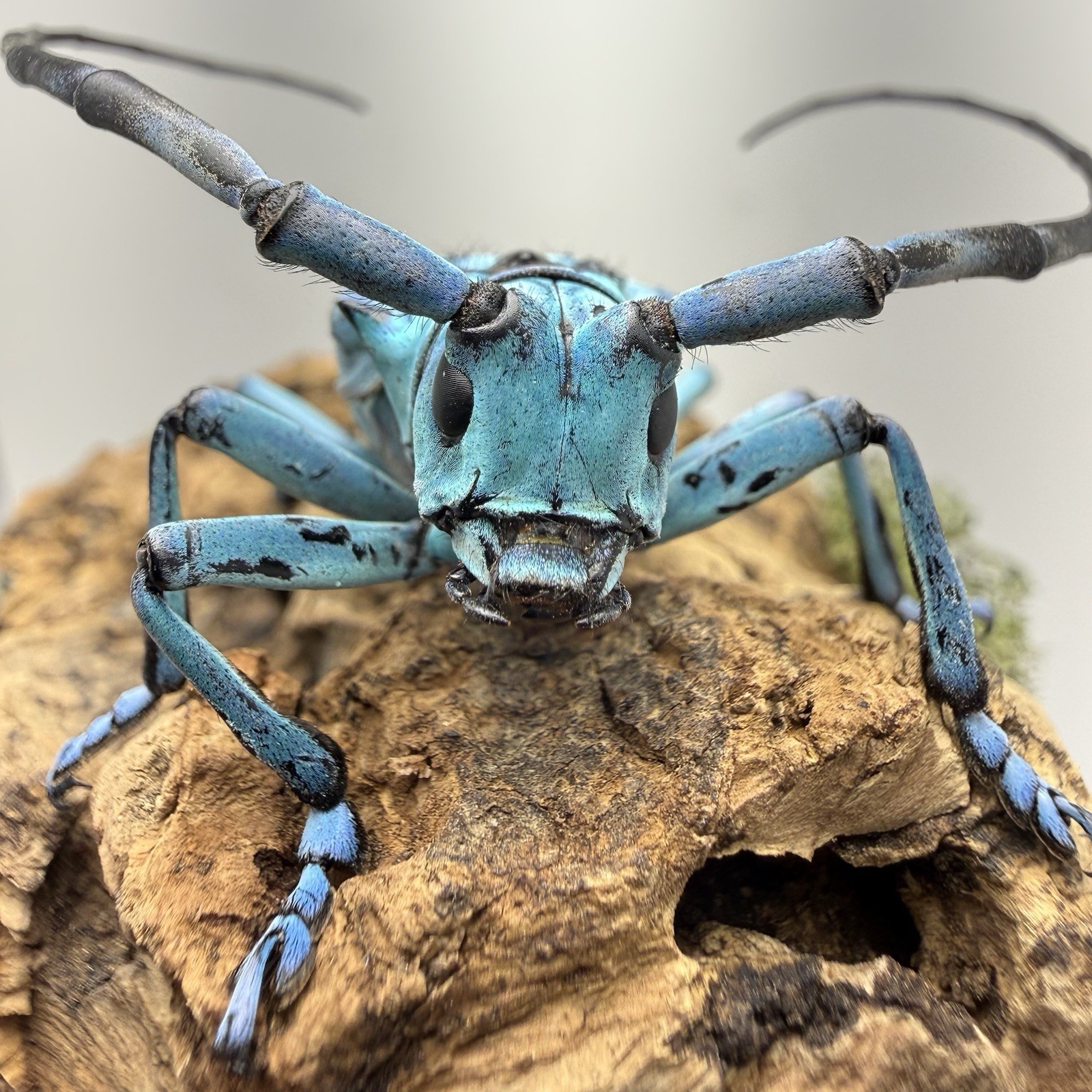 Anoplophora medenbachii turquoise Longhorn Beetle Display Insect Taxidermy