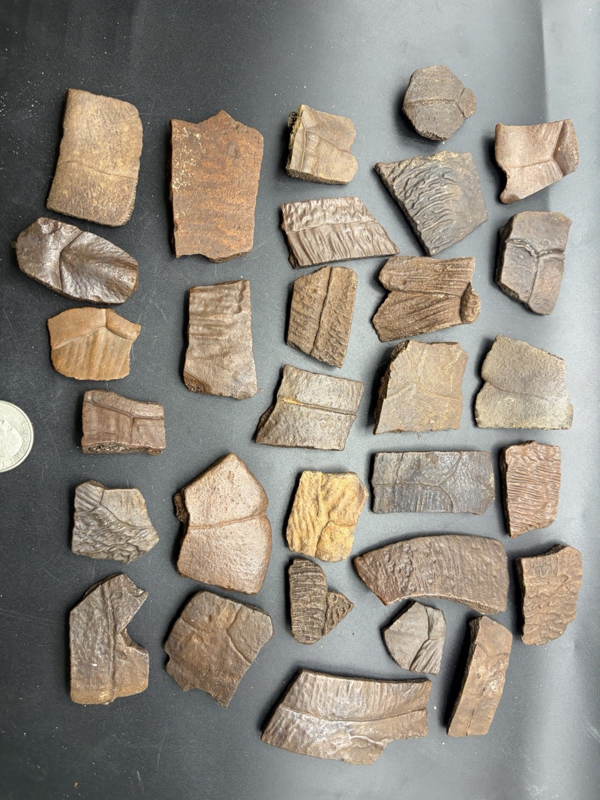 HUGE FOSSIL TURTLE SHELL COLLECTION SANTA FE RIVER FLORIDA ICE AGE REPTILES