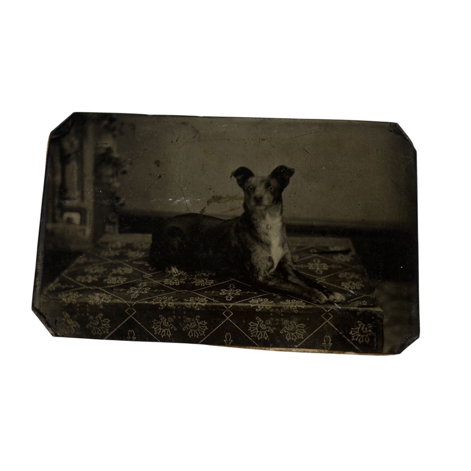 Antique 1883 Tintype Photo Dog on Carpet Original Ferrotype Photograph