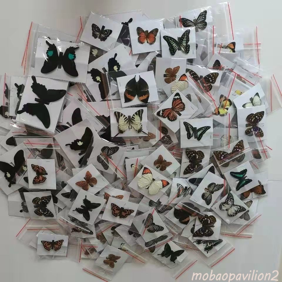 20 Pcs DIY Real Butterfly Specimens Mixed Species Taxidermy Home Decor Gift