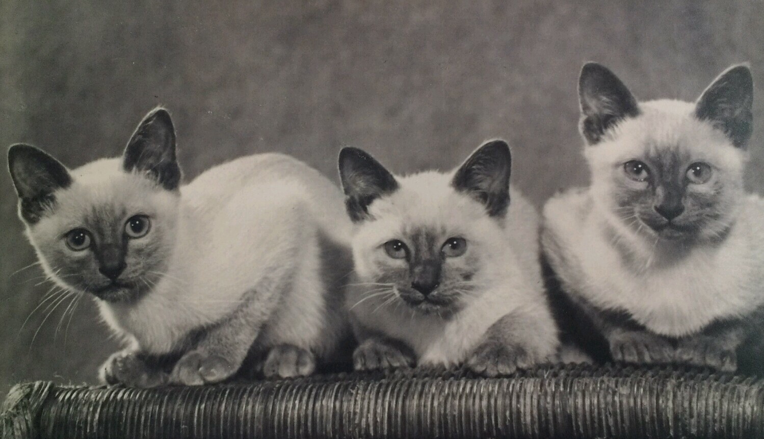 Harrow UK RPPC Postcard Mid 1900s Rare London Middlesex Aunties Siamese Cats 