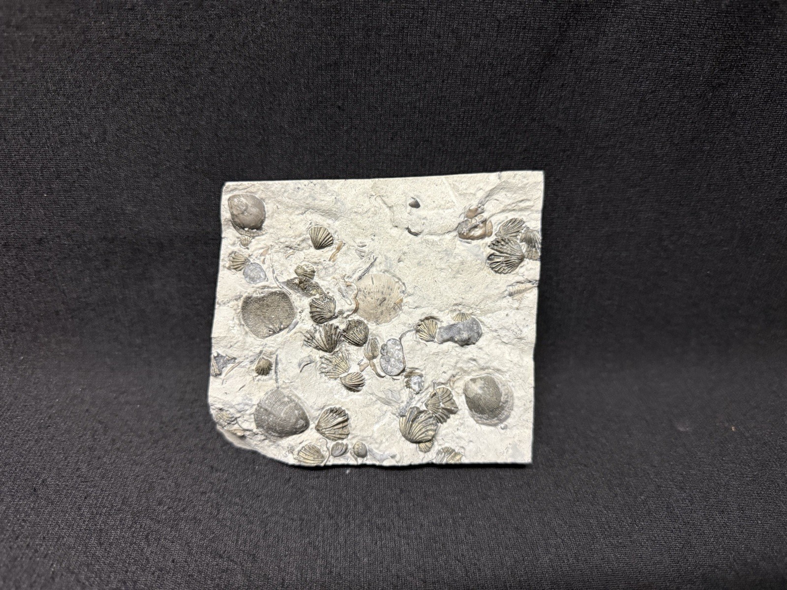Fossil-30 Killer Pyritized Brachiopods Waldron Shale, Indiana-Trilobite Crinoid