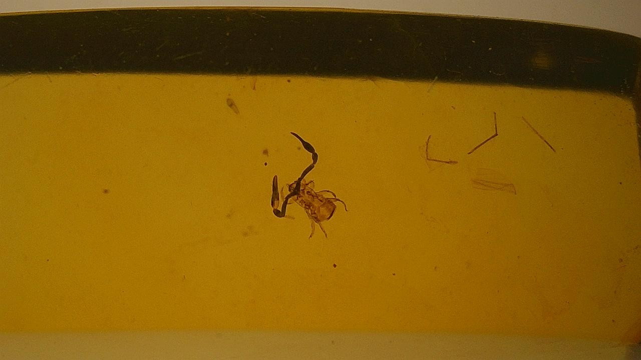 Special price beautiful pseudo scorpion inclusion amber