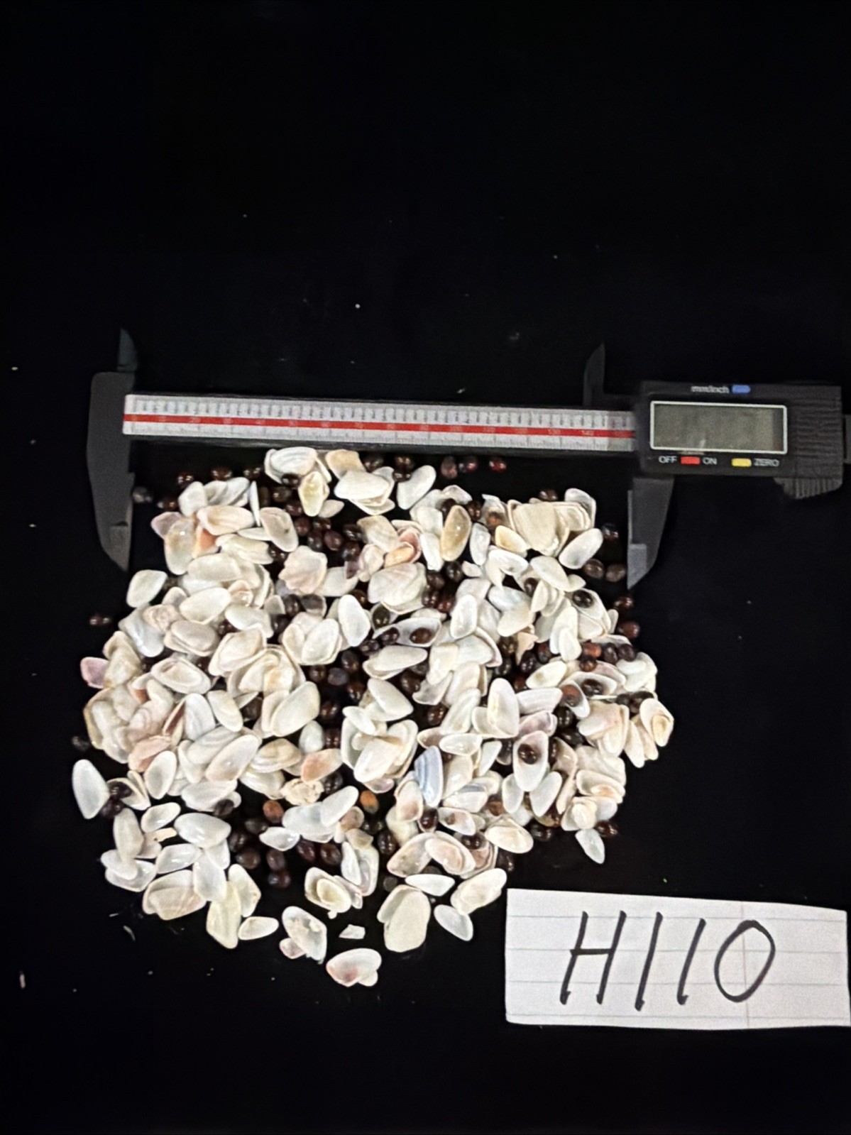 Tiny Vintage FL Shell Collection Clams & Sea Beans (H110)