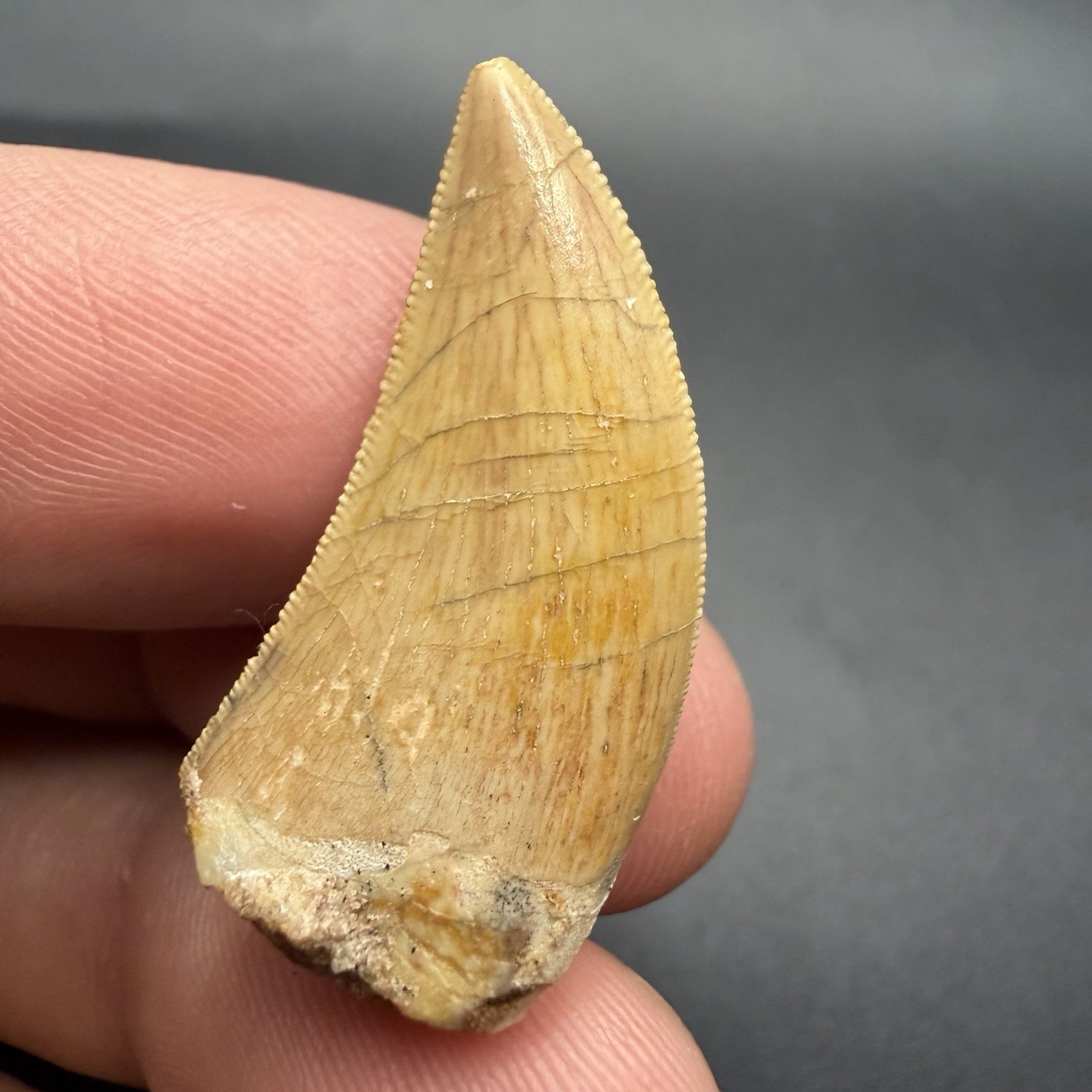 High Quality Charcharadontosaurus Dinosaur Tooth Fossil 1.26”