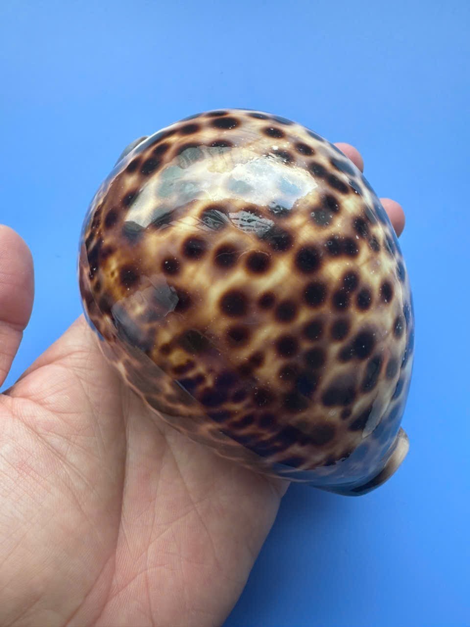 118.1mm | Cypraea Tigris | F+++|SUPER GIANT size| YELLOW color |RARE