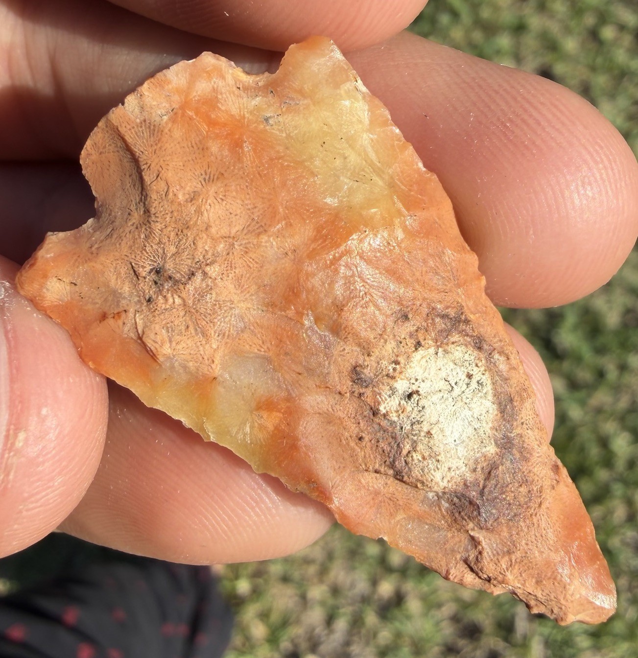 CORAL ARROWHEAD FLORIDA KILLER 1.82” AUTHENTIC DEEP SOUTH ARTIFACT