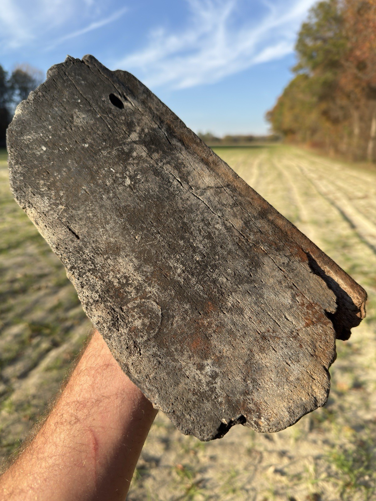 Beautiful EXTINCT “MYSTICETI” Bone Fossil Please Google in what’s in Quotations