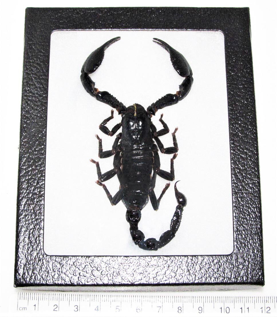 Heterometrus laoticus REAL FRAMED EMPEROR SCORPION THAILAND