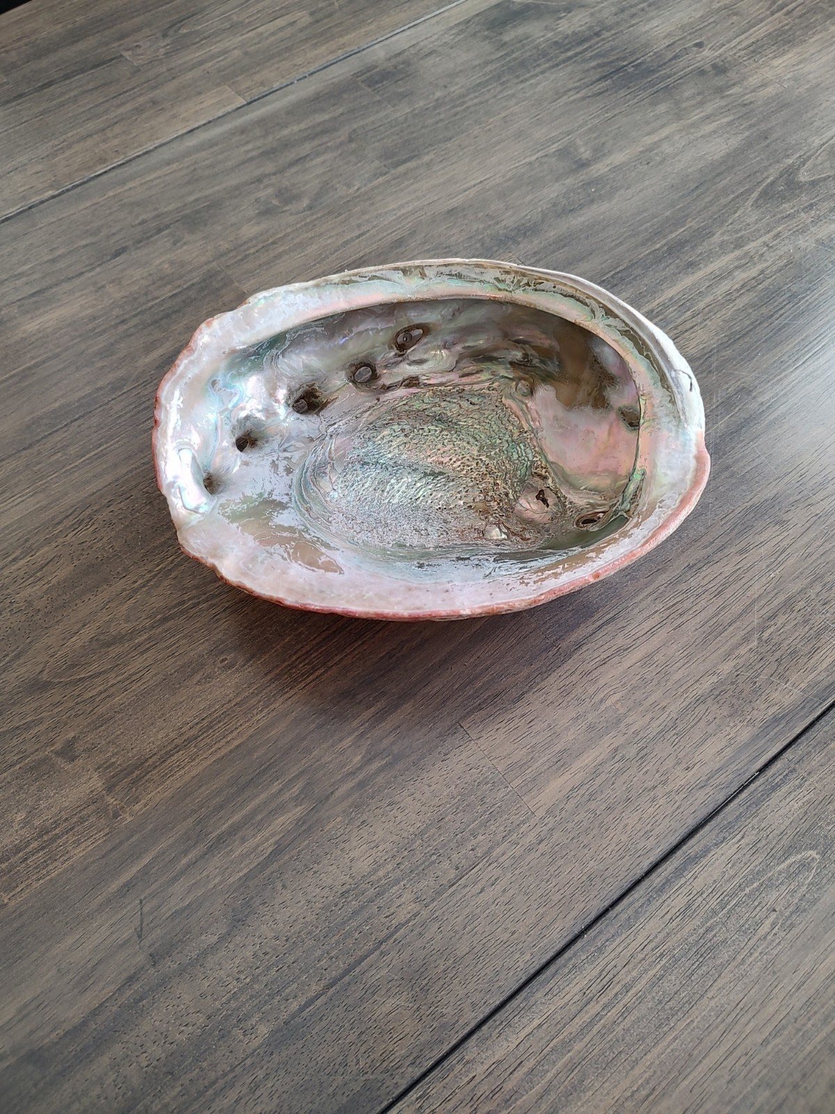 Vintage Large Red Abalone Shell Iridescent Colors Sits Flat, 9