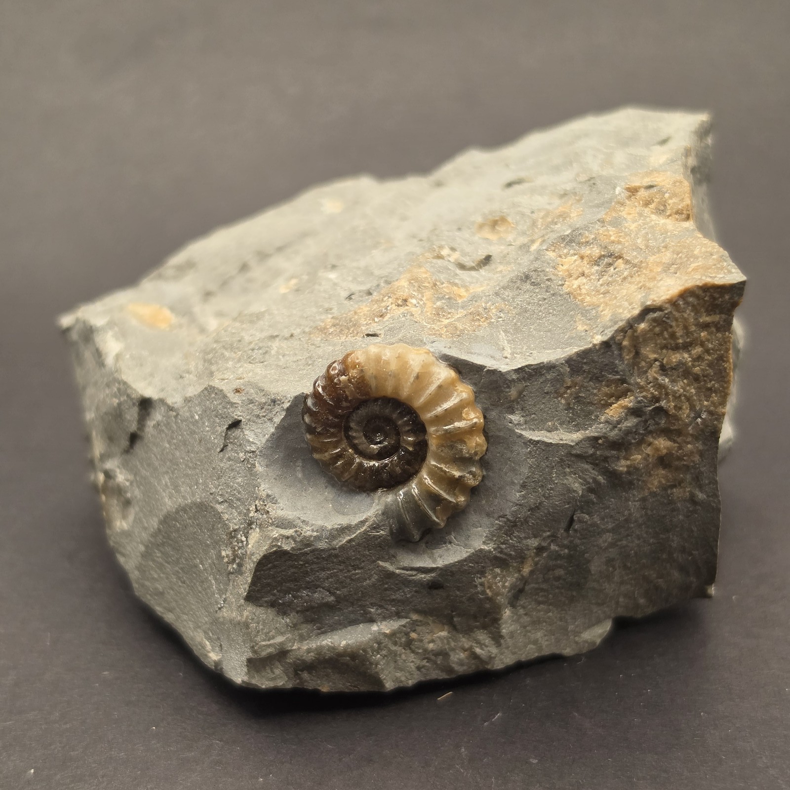 Promicroceras Calcite Ammonite on Matrix — PMC04