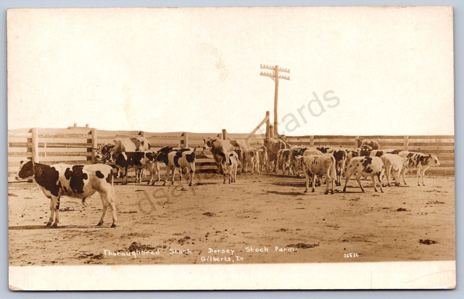 K35/ Gilberts Illinois RPPC Postcard c1910 Dorsey Cattle Stock Farm 174