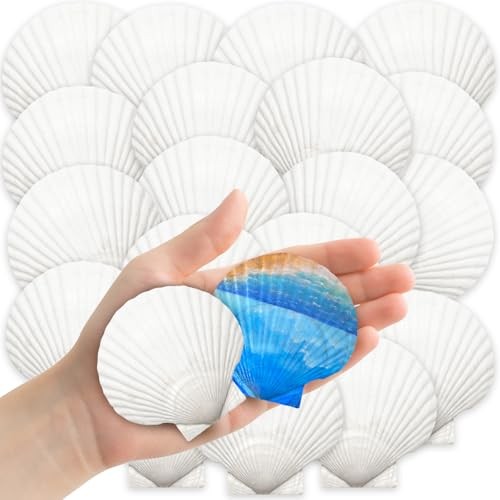 YUJUN 32PCS Natural Scallop Shells,2\'\'-3\'\' White Seashells Bulk for Crafts DIY