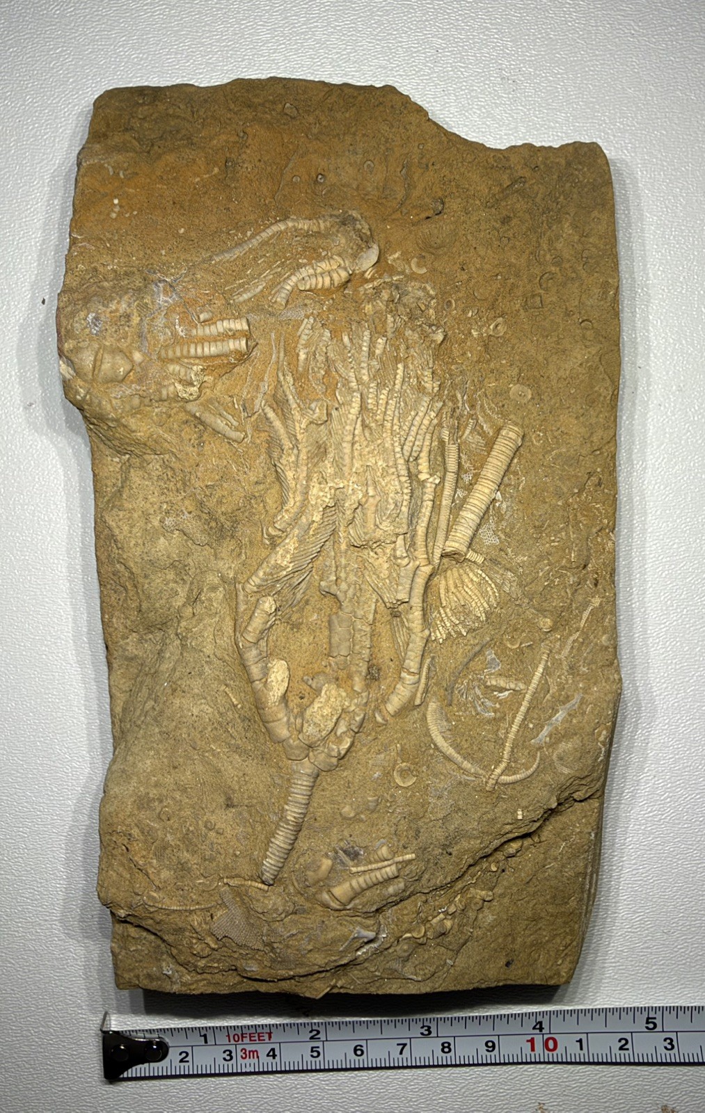 Rare Rhopocrinus Crinoid w/ Anal Plates and 3 Calyx’s Alabama Bangor Fossil 2.9p