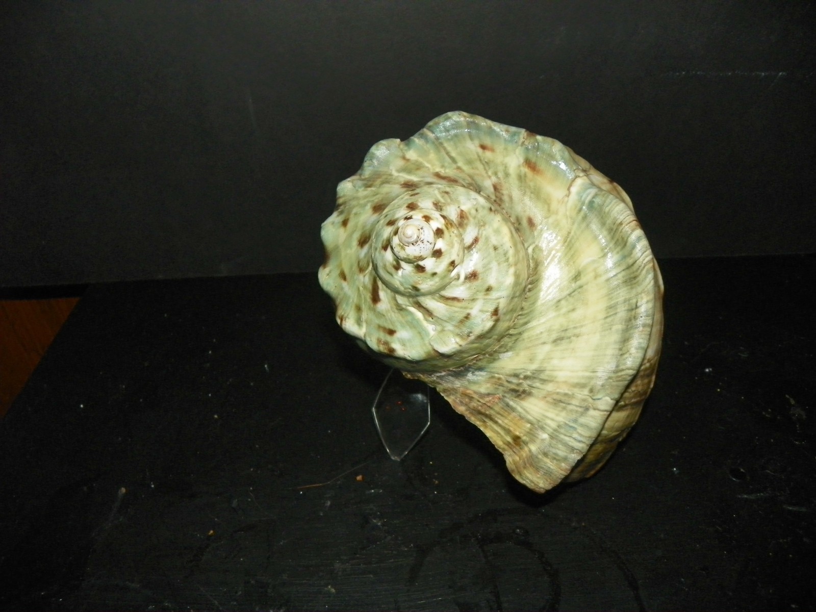 HUGE TURBO MARMORATUS ( GREEN TURBAN )