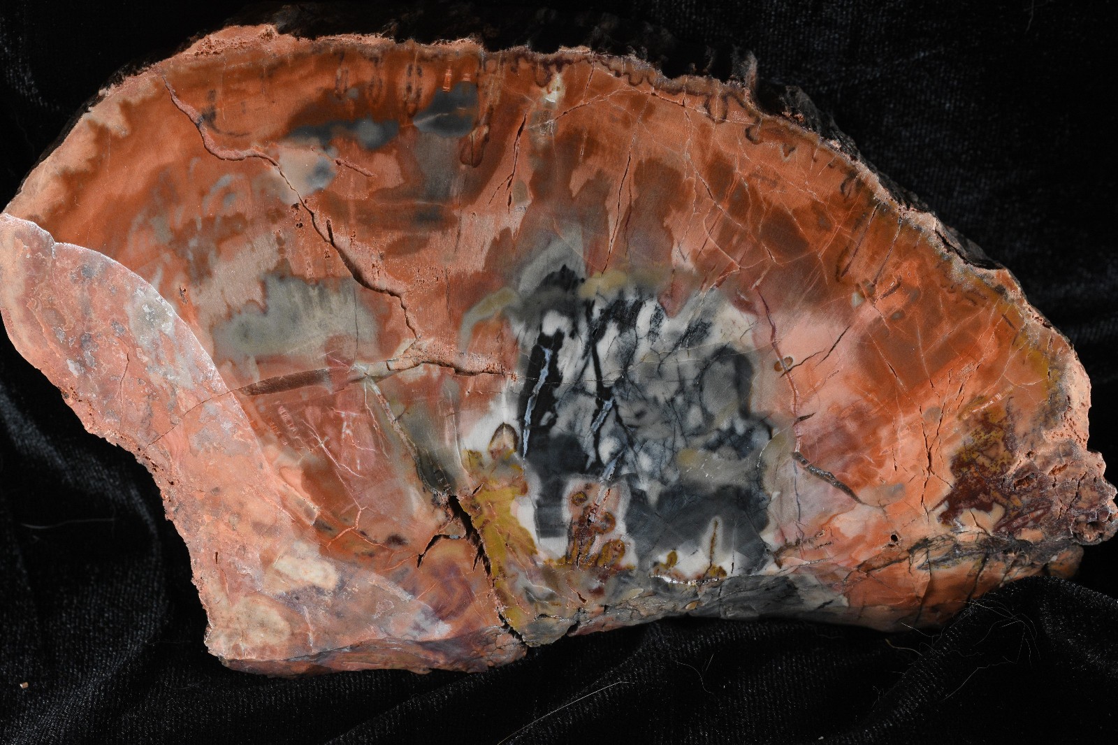 Arizona Petrified Wood Slice 7in 1086g Polished Rainbow Fossil Display