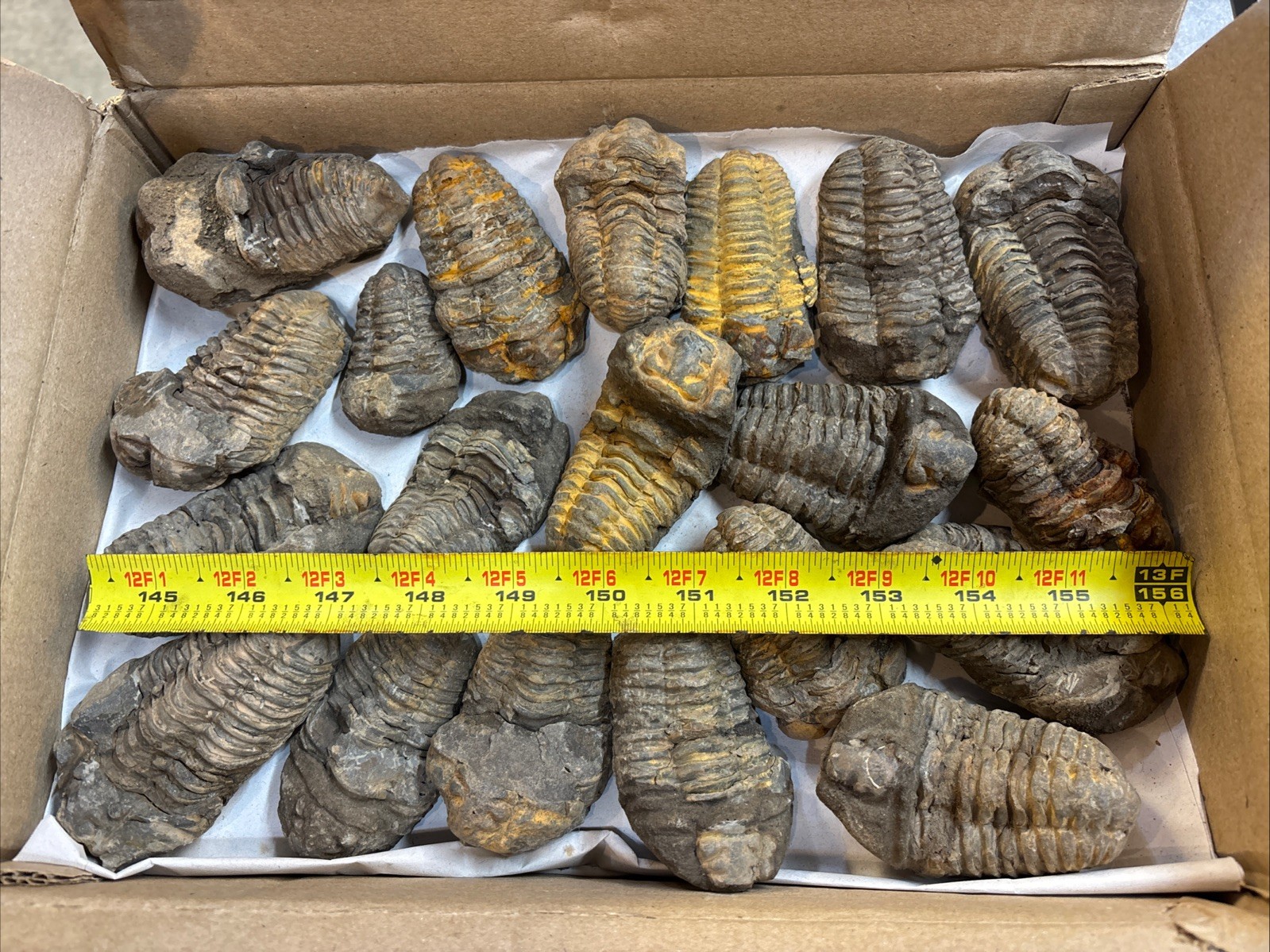 80 Pieces 3” Calymene Trilobite Fossils - Morocco See Video