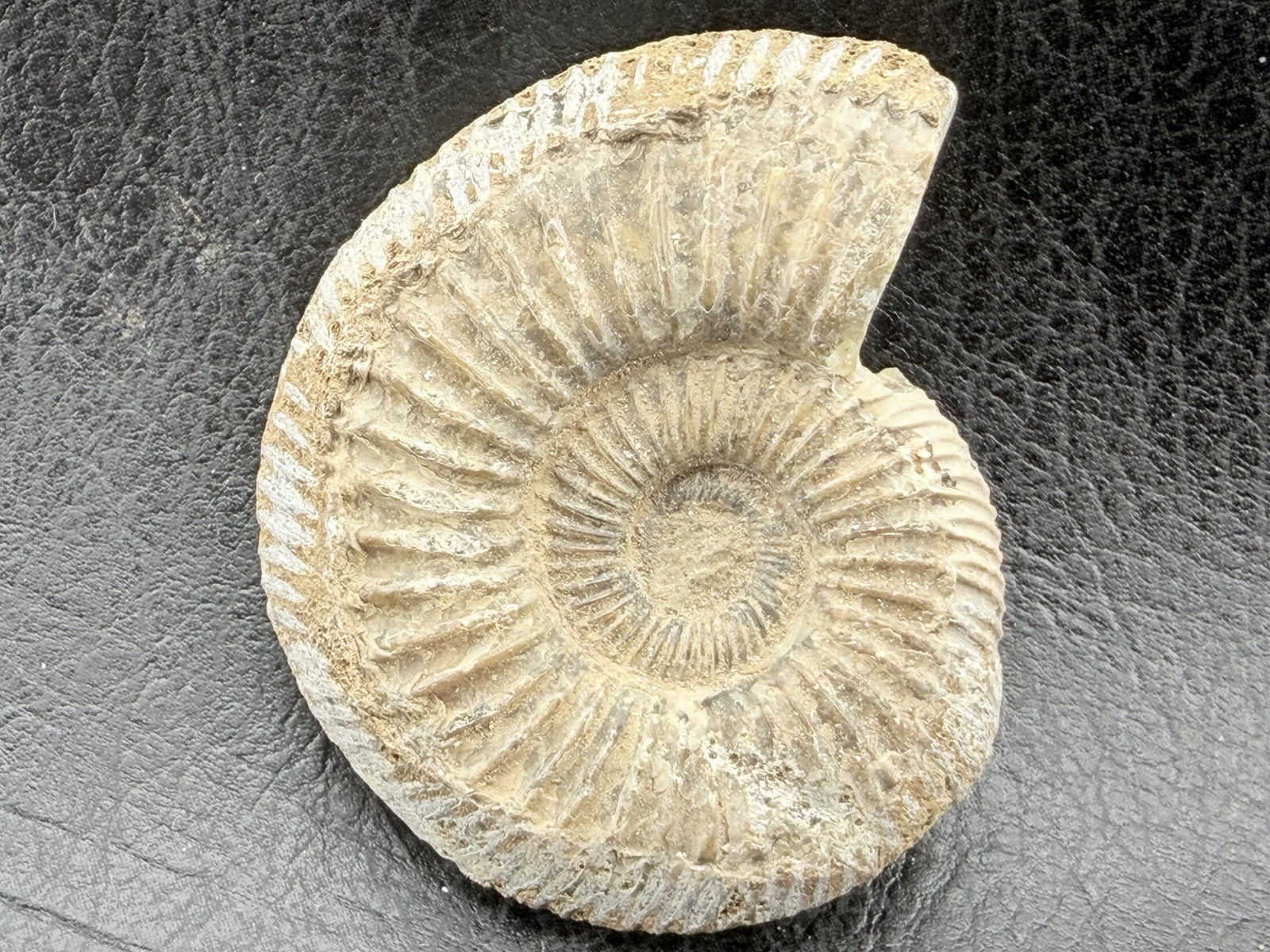Fossilized Whole Ammonite Specimen from Indonesia    28g.   45mm wide