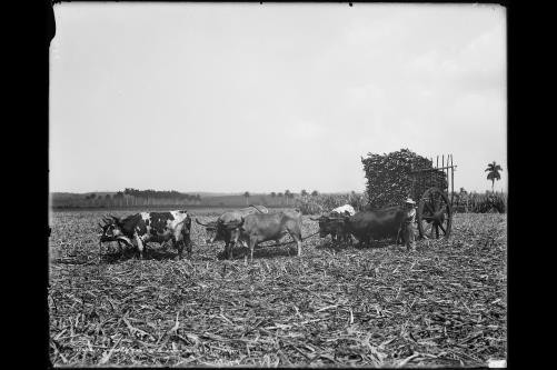 Load,cane,ox teams,industry,Cuban sugar plantation,Detroit Publishing Co,c1904