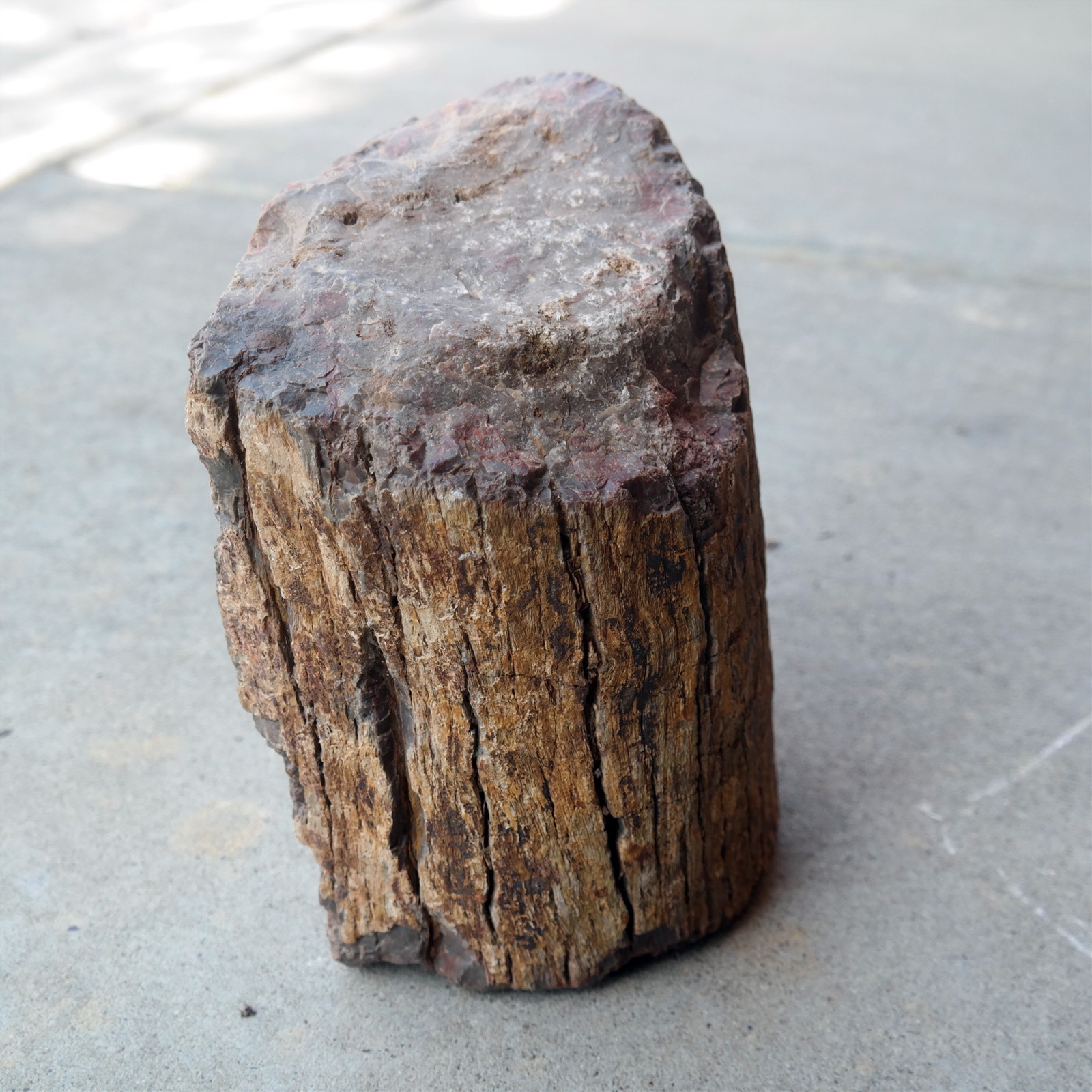 27 Lbs Large Petrified Wood Log Specimen W/ Very Detailed Bark Fossil