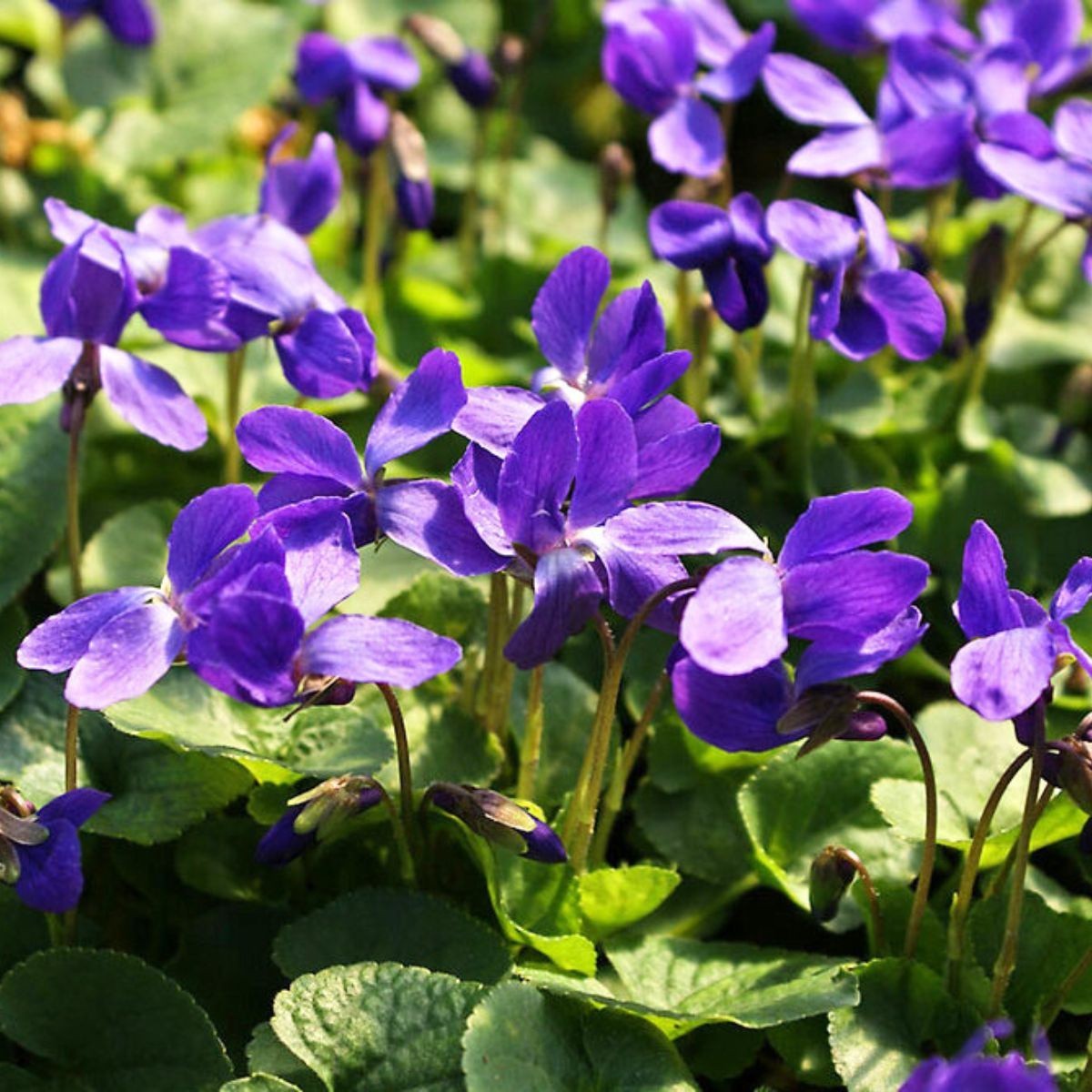 Viola odorata \'Königin Charlotte\' 30 Seeds – Sweet Violet – Fragrant Flower