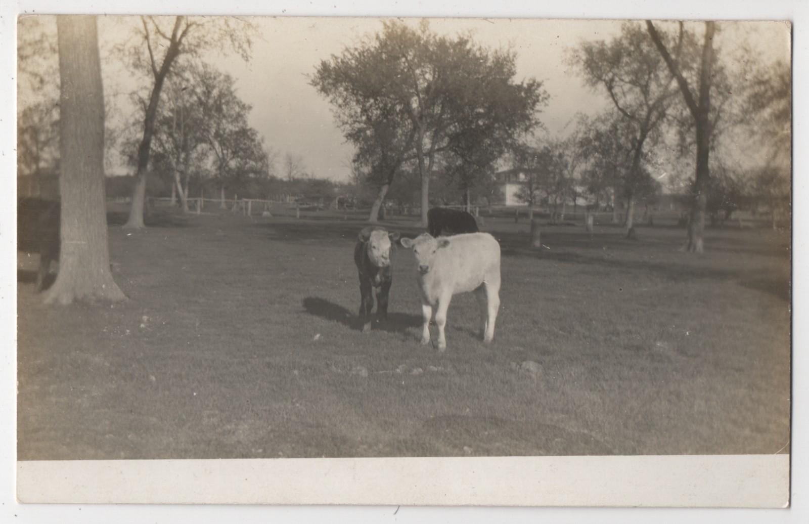 Three Cows at Grandpa's Farm S. Fall River MA 1910s OOAK RPPC Postcard