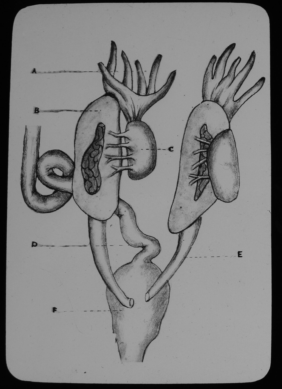 ANTIQUE Magic Lantern Slide LIFE OF A FROG NO16 C1910 ILLUSTRATION ORGANS