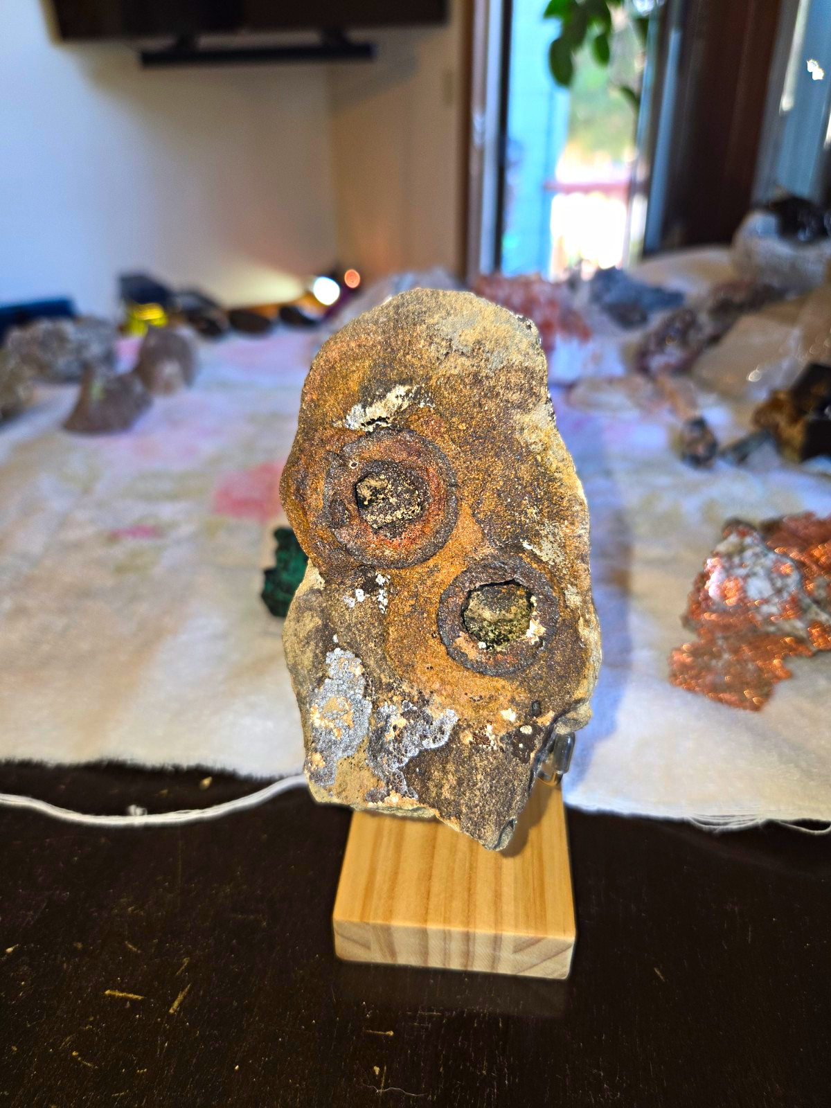 Rare Colorado Iron Concretion- Fossil Specimen in Matrix Rock Display Specimen