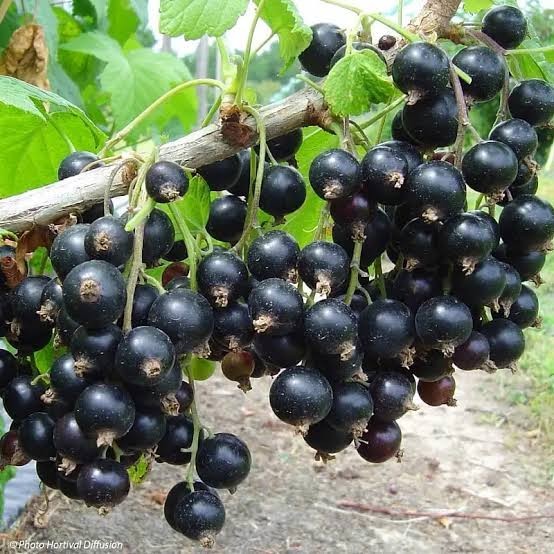 20 Black Currant Seeds (Ribes nigrum) – Fresh Non-GMO Fruit Seeds for Planting