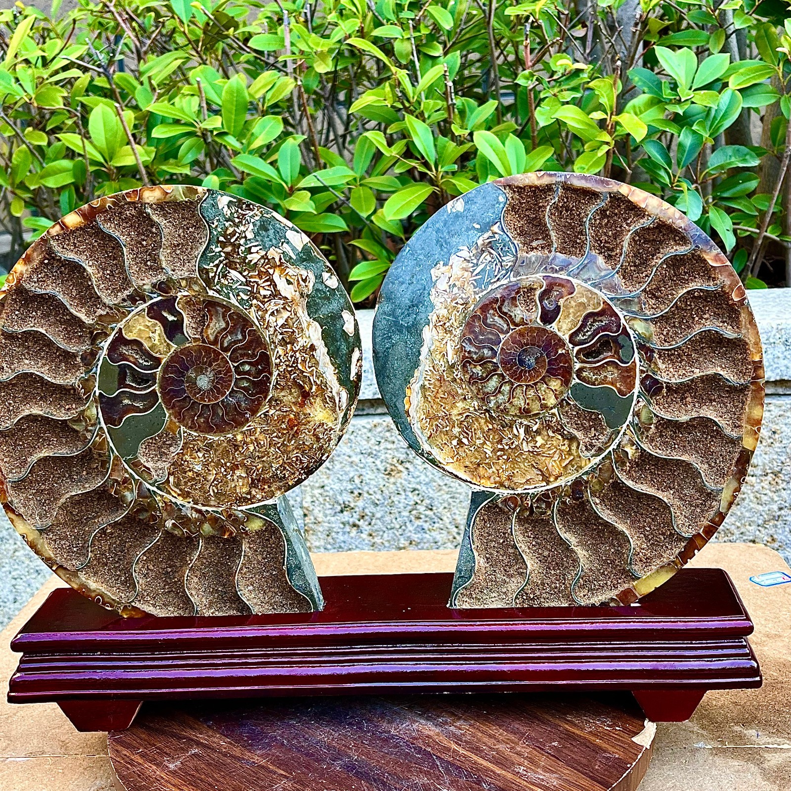 7.91LB A Pair Rare Natural Tentacle Ammonite FossilSpecimen Shell Healing Madag