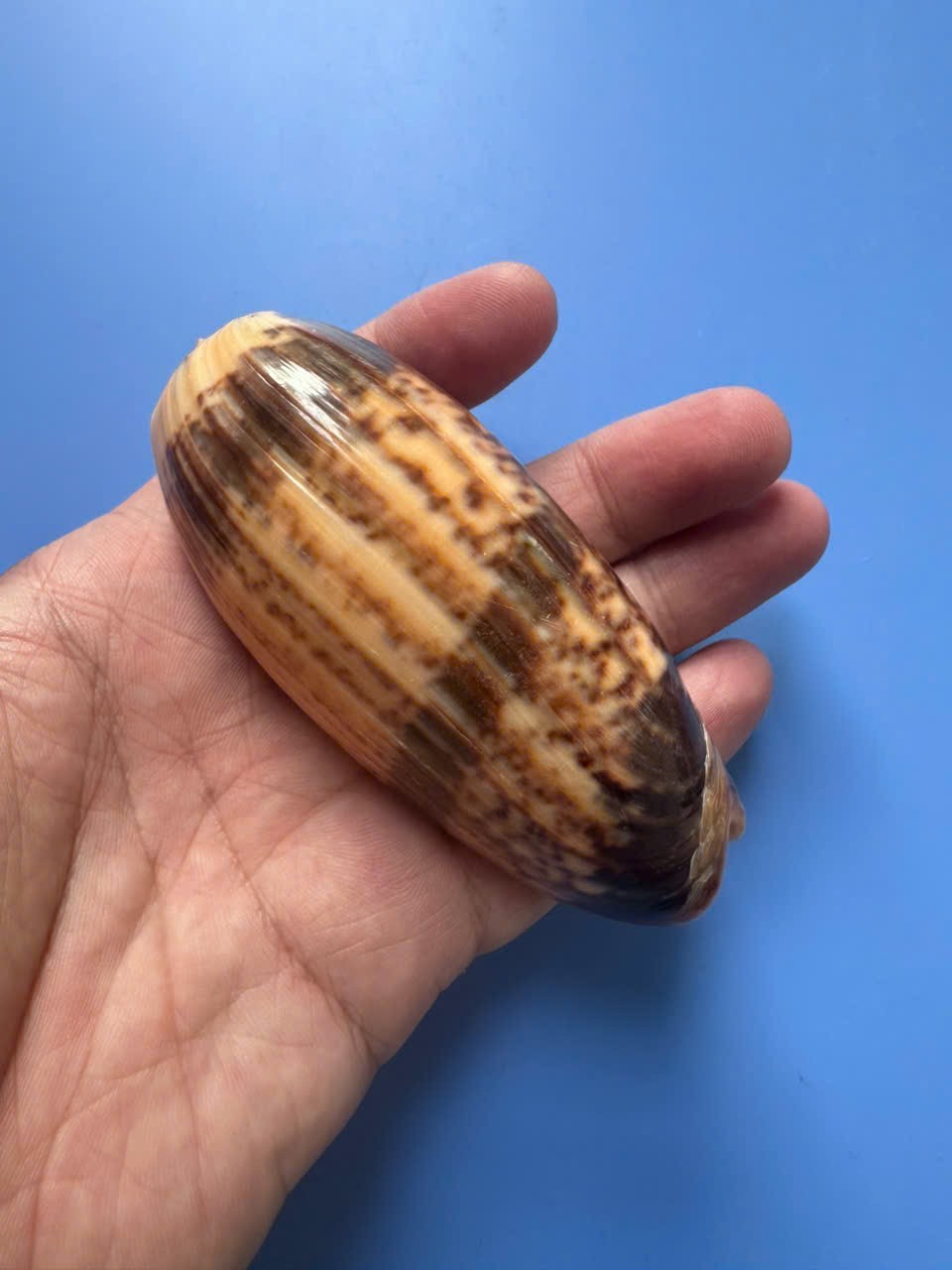 96.5mm | Oliva Miniacea| GIANT size | F+++ | BANDED | Nice Shell