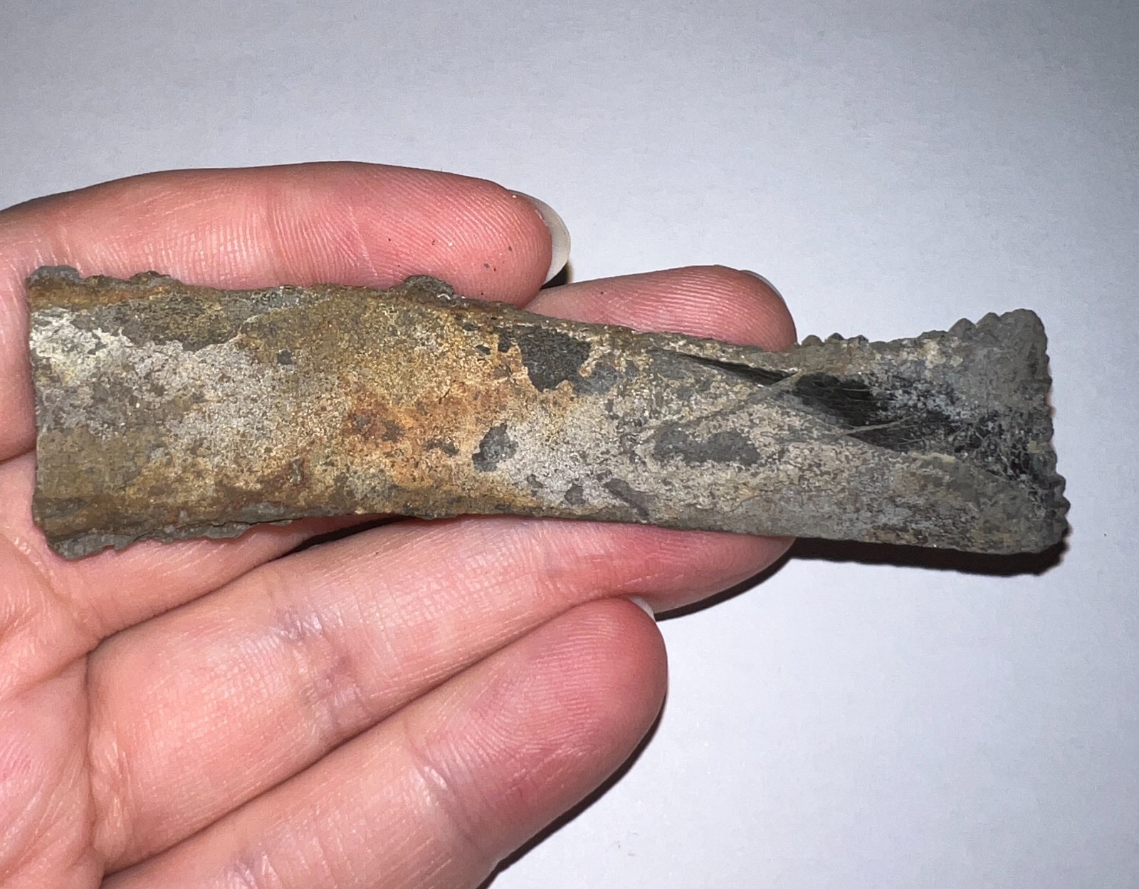 Super Rare Fossil EDESTUS SHARK TOOTH 3.55 INCHES Pre Dinosaur Era NO REPAIR