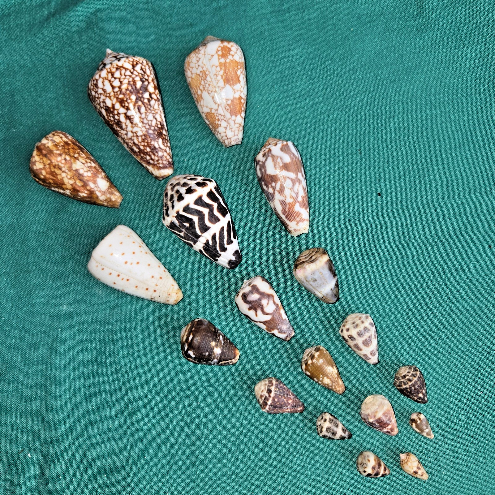 Cone Shells-Vintage Kona Collection-(18) Beautiful-Untreated-2 3/4\